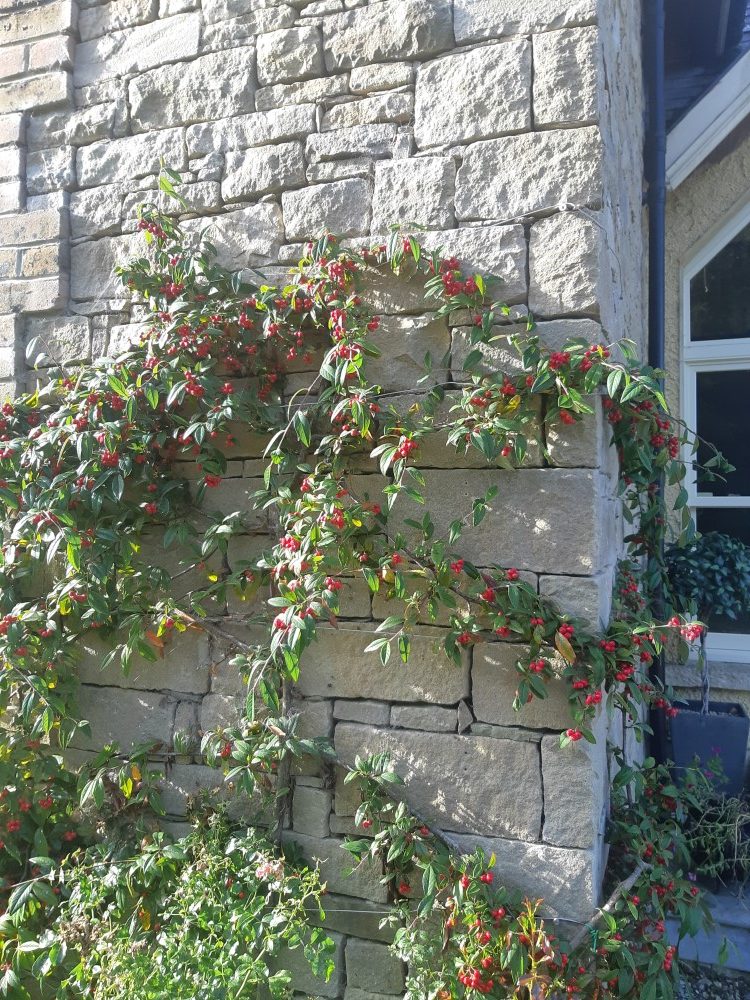 Tipperary Cream Building Stone