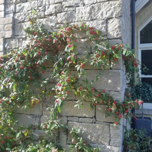 Tipperary Cream Building Stone
